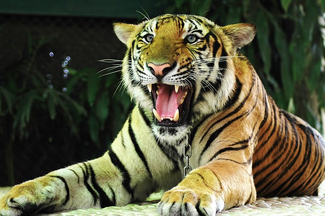 tiger-176102_640