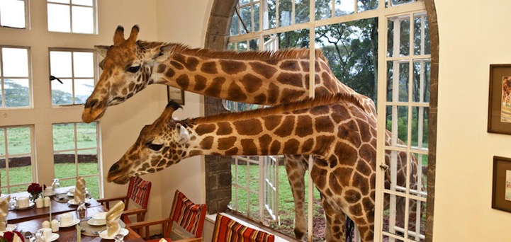 GiraffeManor2