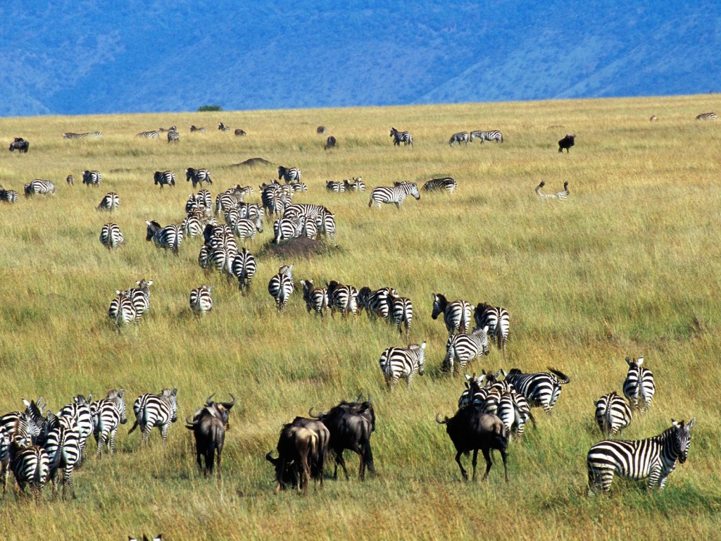 Migration_Of_Burchells_Zebras_And_Wildebeest_Kenya