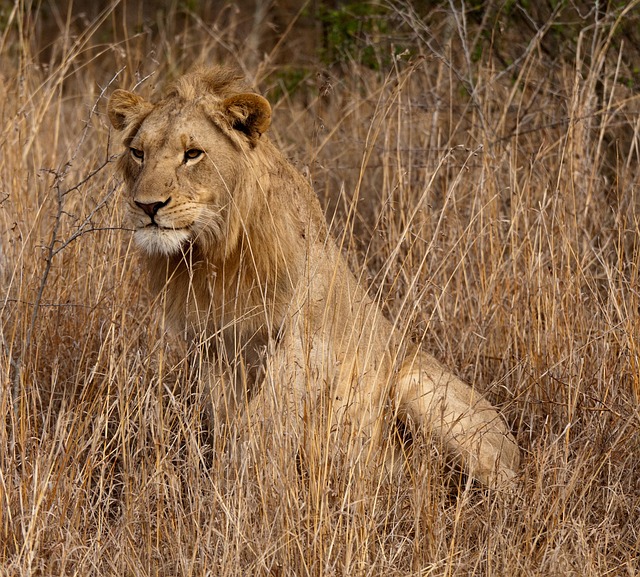 lion-235379_640