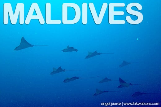 maldives8