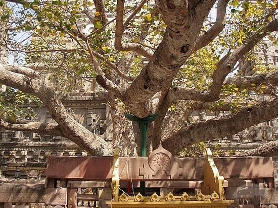 Bodhi Tree