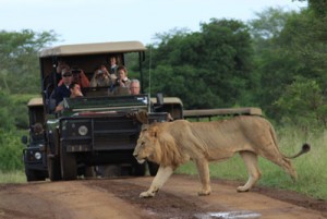Lion-crossing-between-safari-jeeps-Kruger-National-Park - TripZilla