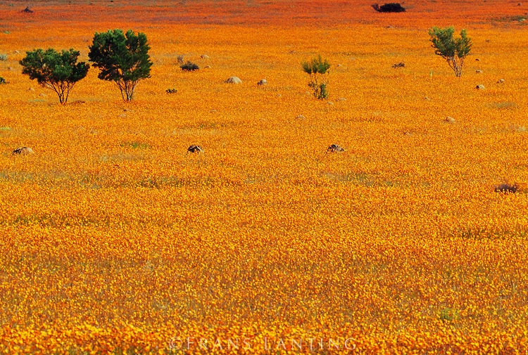 Daisies in Enticing Colours Namaqua National Park