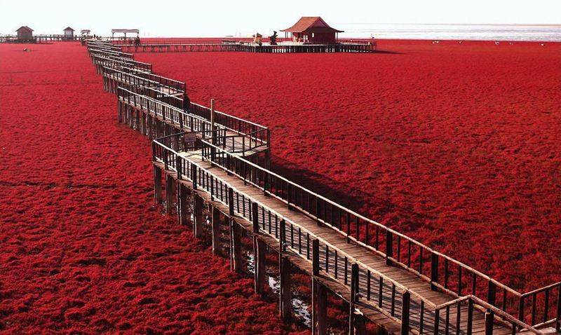 Image result for panjin red beach