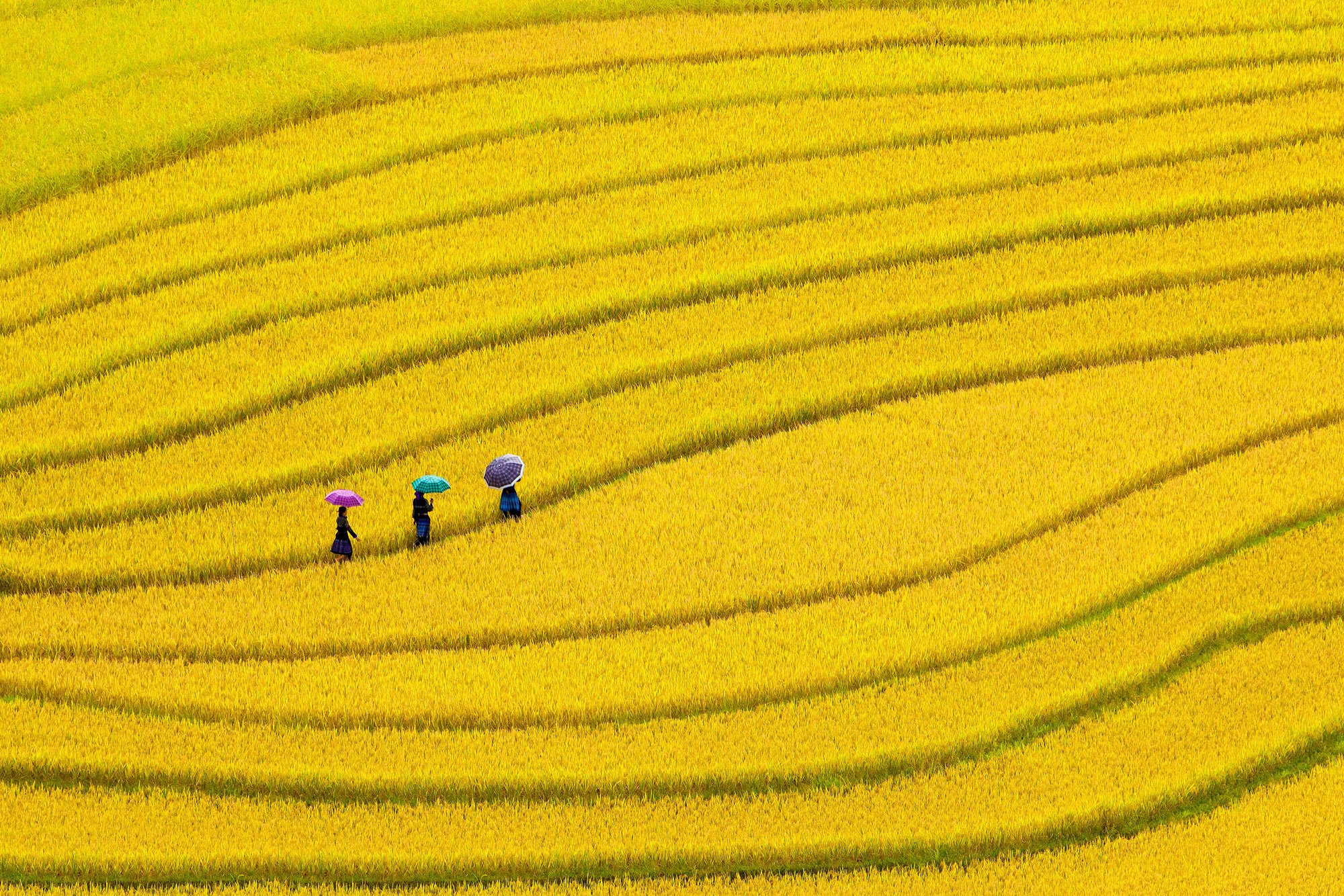 Mu Cang Chai