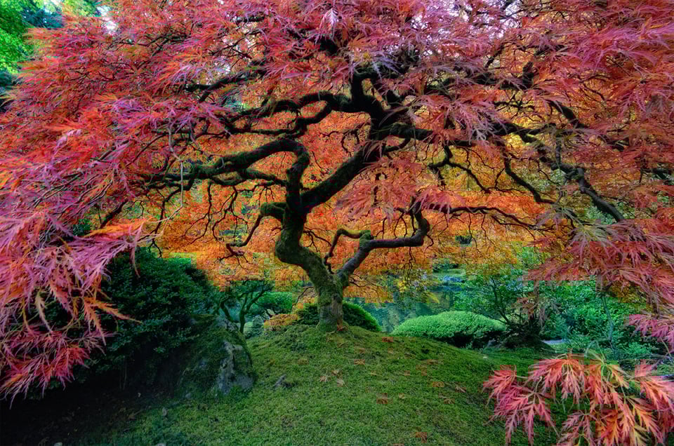 Japanese Garden
