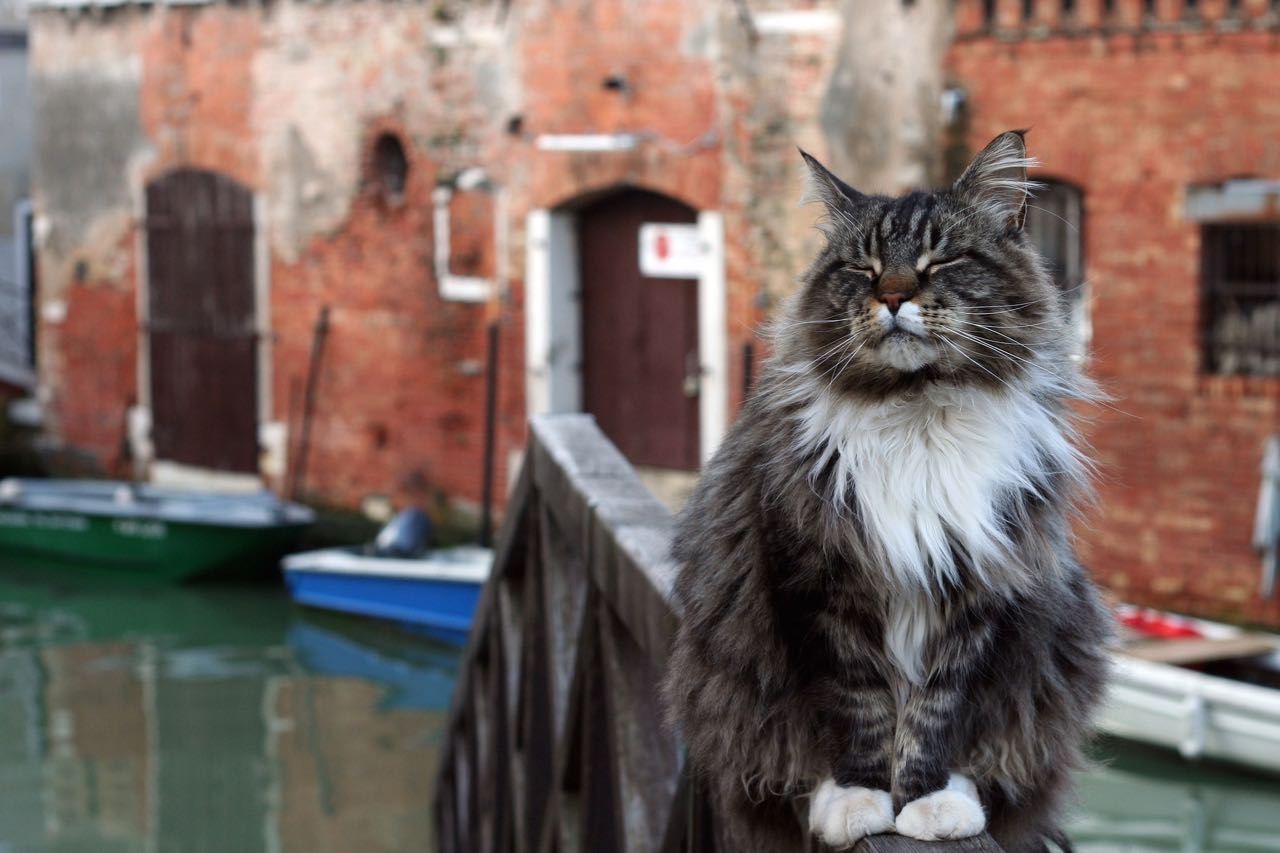 venice cat