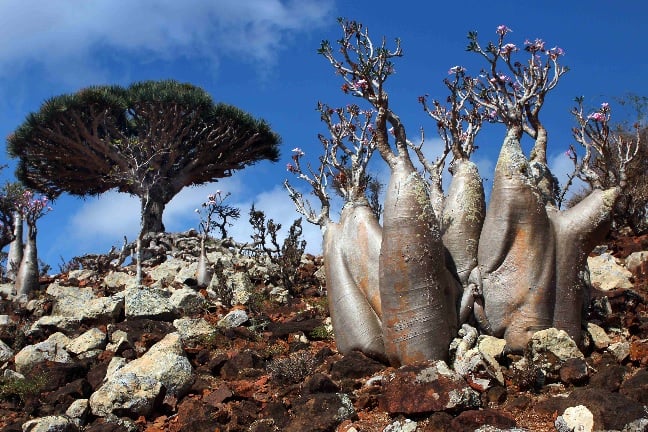 Socotra Island: The Most Alien-Looking Place on Earth