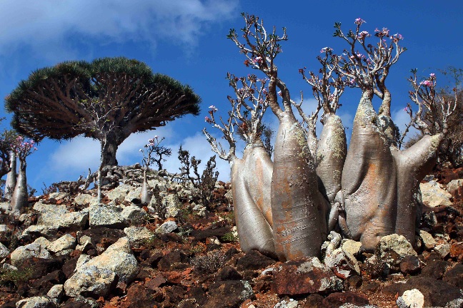 Socotra Island
