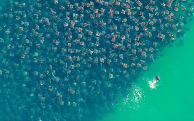 ray migration