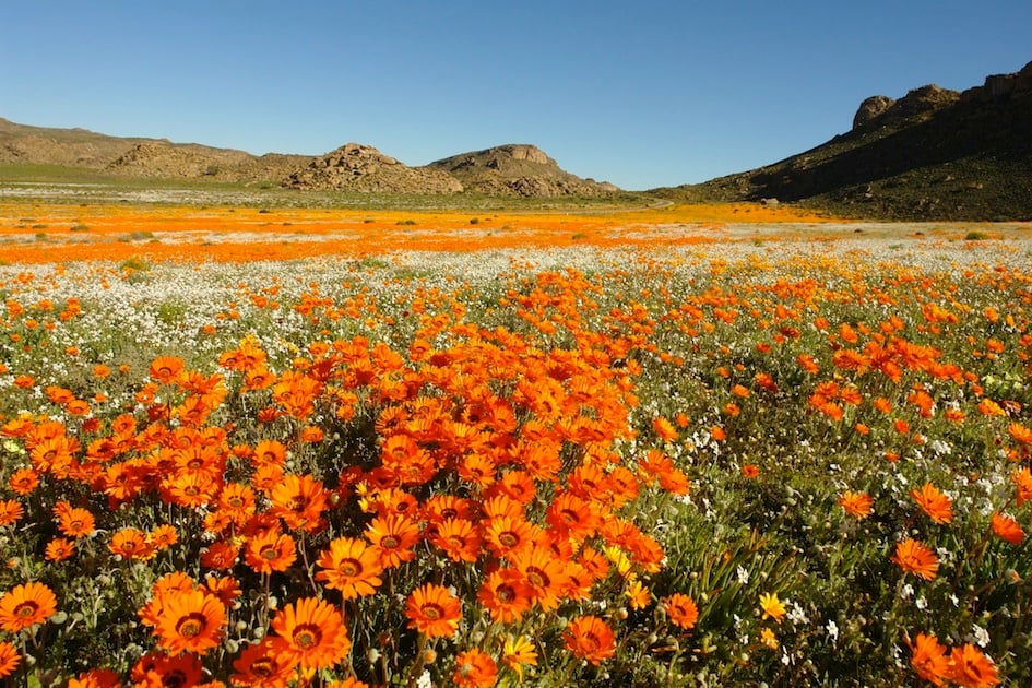 Namaqualand