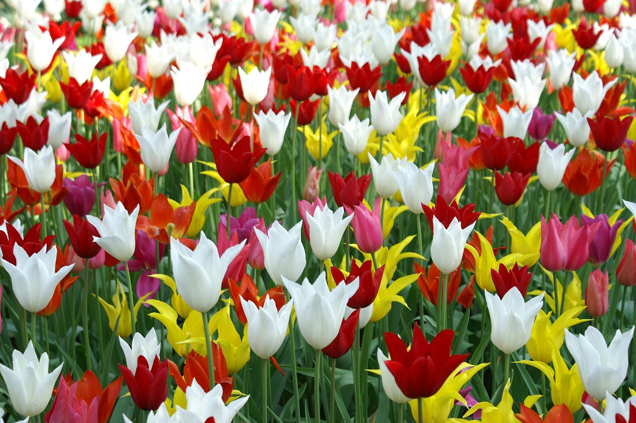 spring destinations tulips
