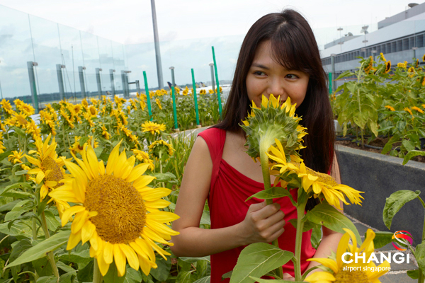 sunflower garden in changi airport singapore