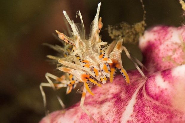 tiger shrimp in anilao