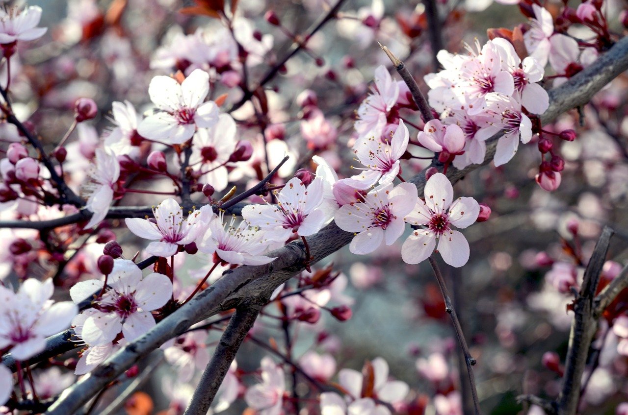 hamani or cherry blossom in tokyo