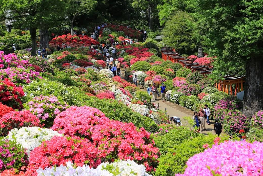 Nezu Shrine azaleas