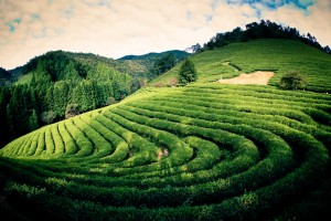 Boseong Green Tea Festival in Korea