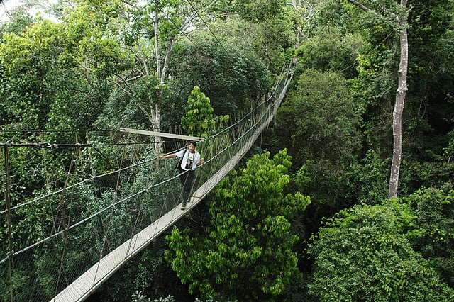 Canopy Walkway in malaysia