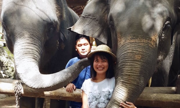 elephants in chiang mai