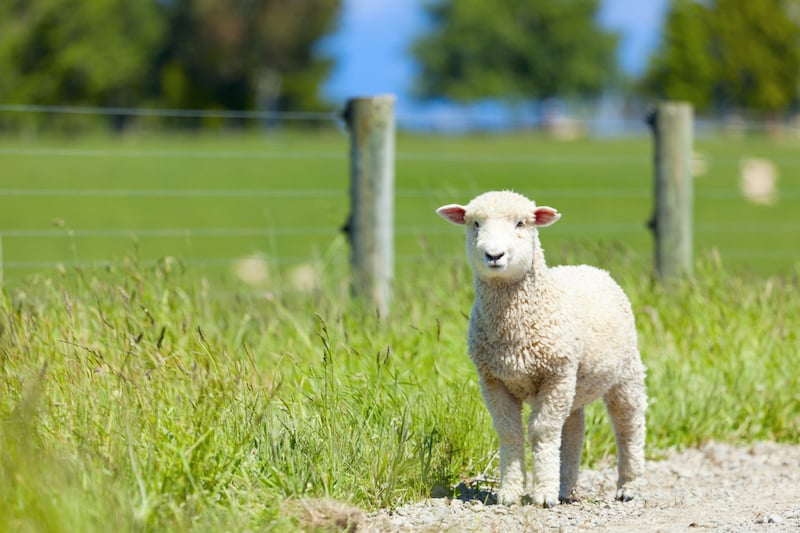 Baby lamb