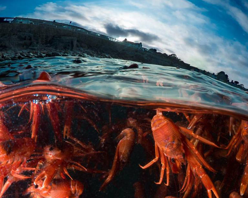 monterey bay pelagic red crabs