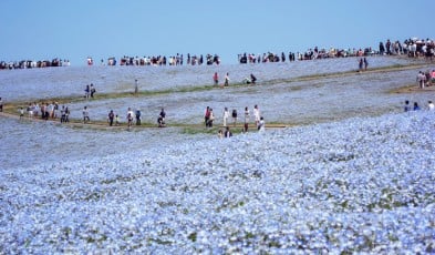 hitachi seaside park japan