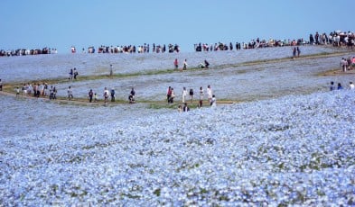 hitachi seaside park japan