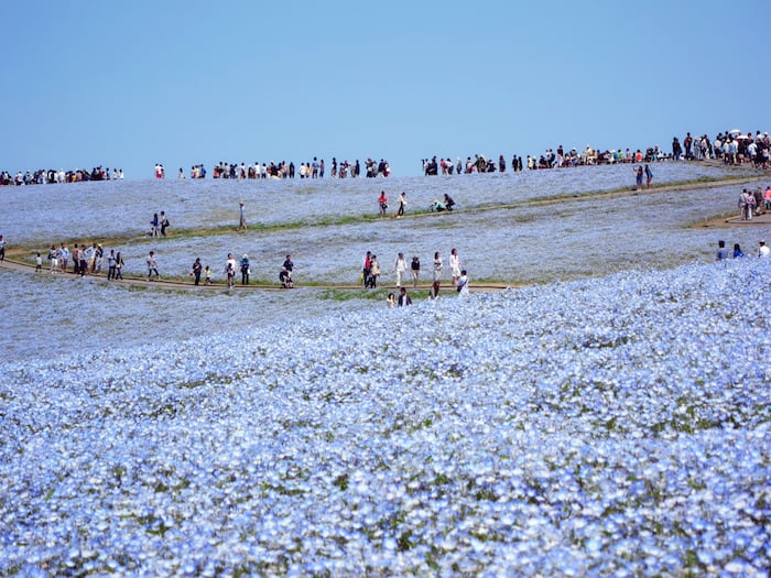 ＊flower＊6月1日＊ Our new book “ENCYCLOPEDIA OF FLOWERS VI”, is now officially