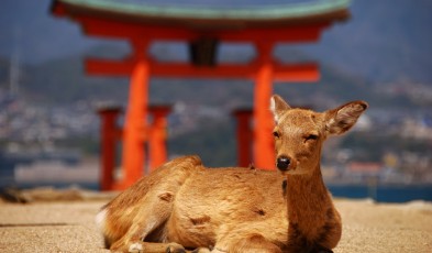 Deer in Miyajima Island, Japan