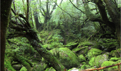 trekking yakushima mystical forest japan