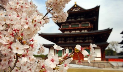 japan cherry blossom spots