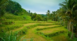 argao rice terraces