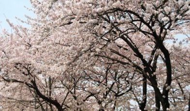 korea cherry blossoms