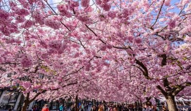 cherry blossoms beyond japan