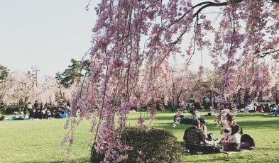 cherry blossom iwata aomori japan