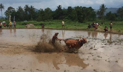 bull racing in sumatra