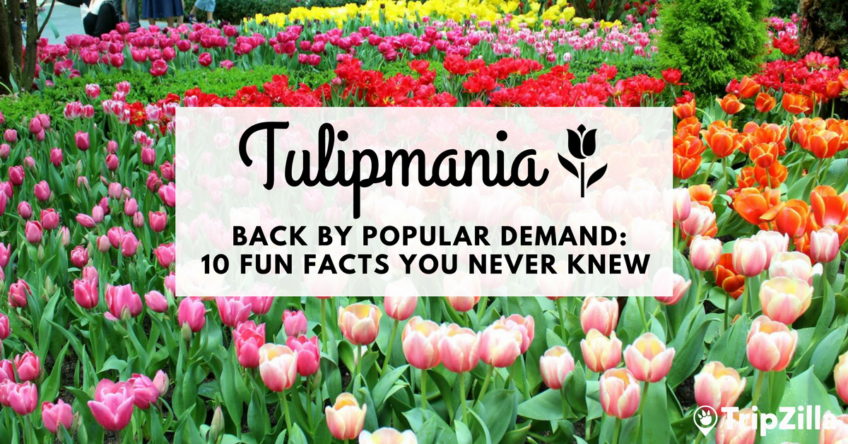 10 Fun Facts You Never Knew About Tulipmania at Gardens by the Bay