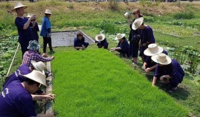 Organic Farming at Sukhothai Airport