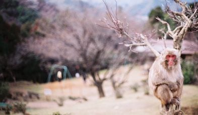 Iwatayama Monkey Park